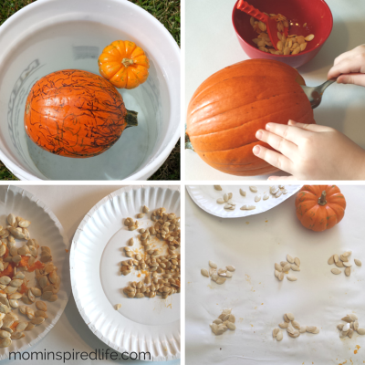 Measuring and Counting with Pumpkins