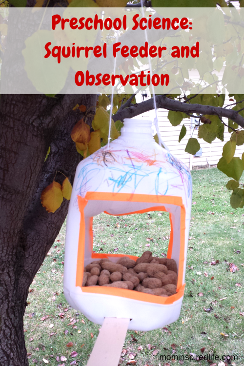 Preschool Science: Nuts to You! Squirrel Feeder and Observation activity.