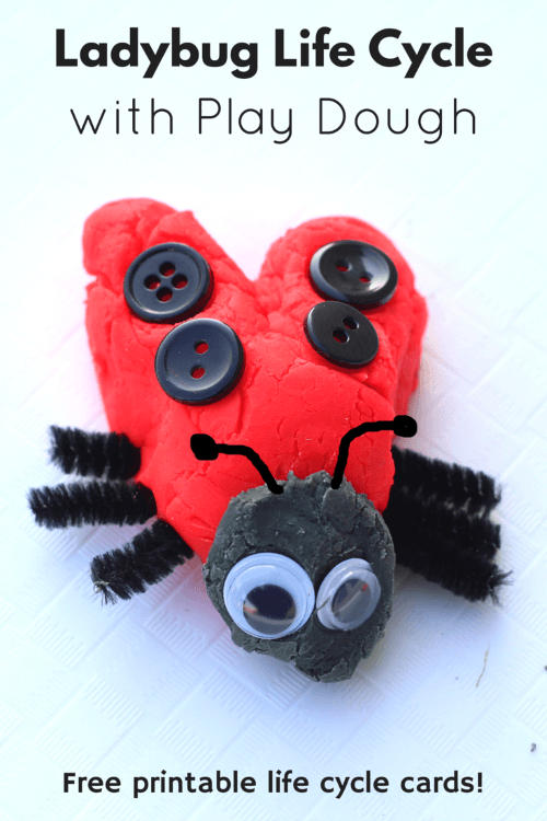 Ladybug Life Cycle with Play Dough. Hands-on preschool science lesson.