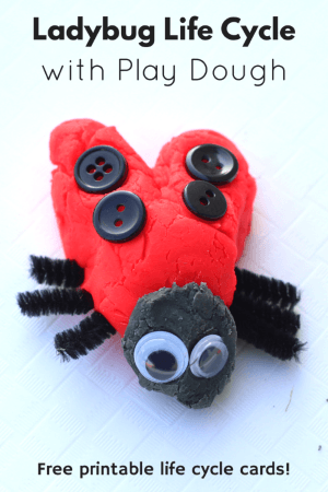 Ladybug Life Cycle with Play Dough