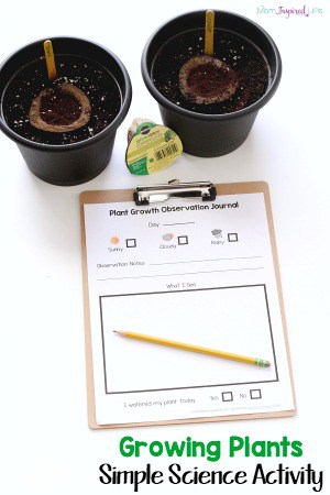 Growing Plants Science Activity