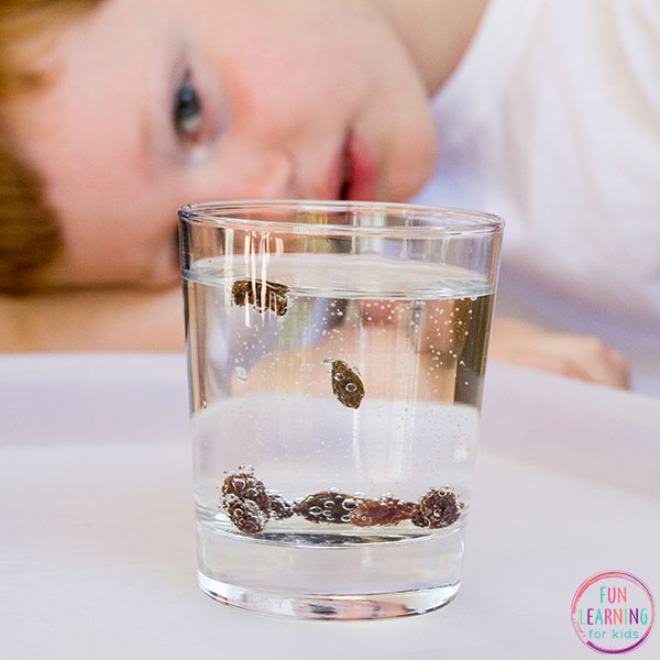 Check out this simple dancing raisins science activity for kids. It's perfect for preschool, kindergarten and early elementary. 