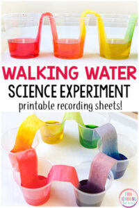 Walking water science experiment that is so much fun! This rainbow science activity is super cool!