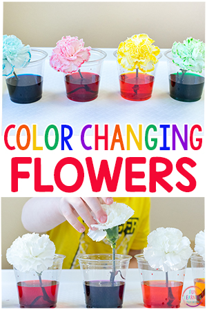 Color Changing Flowers Science Experiment