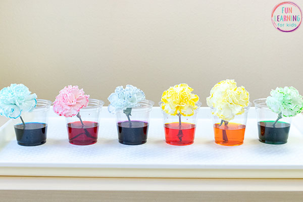 Color changing daisies, carnations or roses.