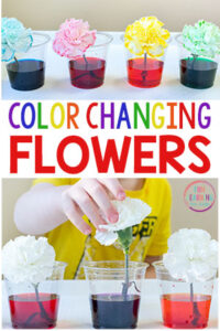 This color changing flowers science experiment is a fun spring science activity!