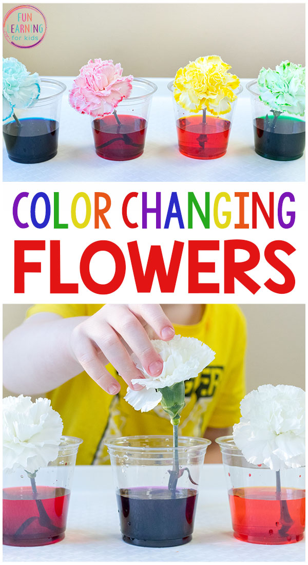I just love this color changing flowers science experiment! It's a fun spring science activity for kids in preschool and elementary. Free printable recording sheets too!