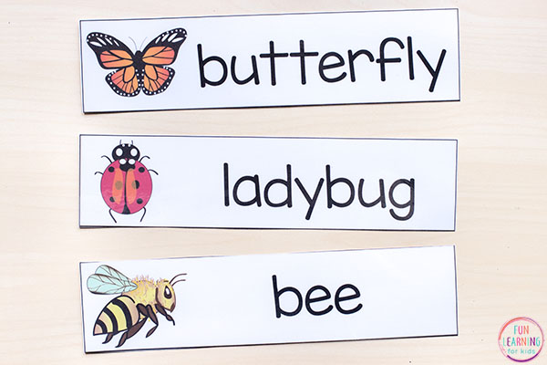 Insect word cards with realistic images.