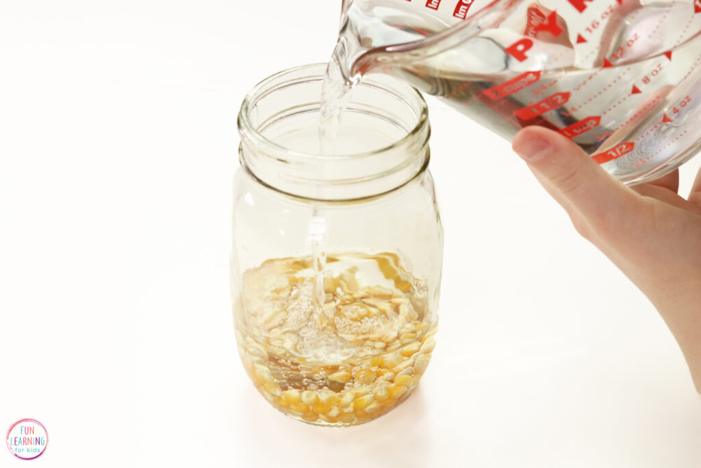 Pouring Water in a Jar with Corn