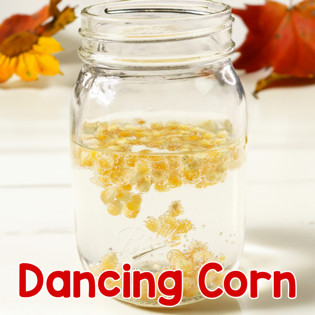 Fall Dancing Corn Experiment